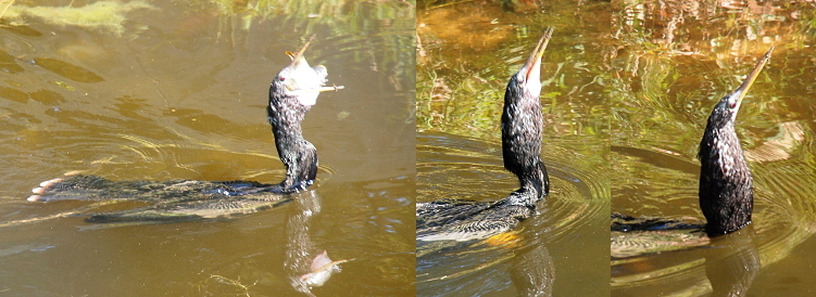 [Three photos spliced into one. The leftmost image is of the entire anhinga swimming from left to right with its bill widely open and approximately the last one third of the fish visible. In the middle image, the anhinga has its bill nearly completely closed and its throat and neck area are very very wide. In the right-most image, the anhinga's bill is completely closed and the throat is thinner while the lower neck is wider as the fish is being swallowed. ]